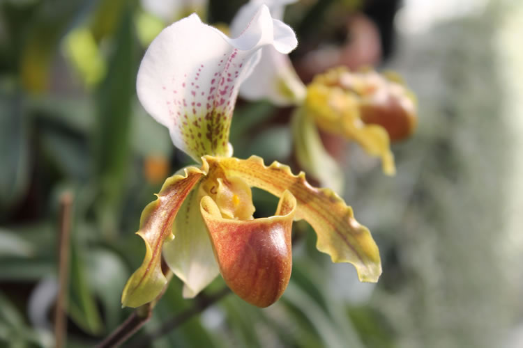 Paphiopedilum Leeanum 'Varesina Orchidee' 